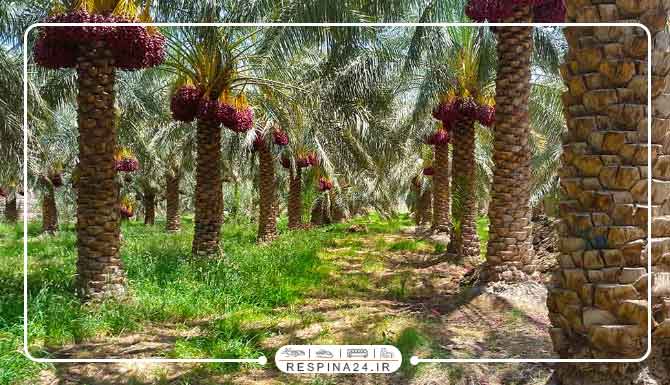 بلیط قطار تهران بم قطار تهران به بم